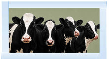 FRIESIAN COWS WALL ART 114cm x 64cm